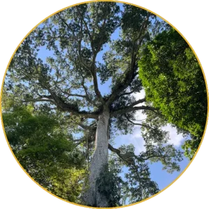 Gran arbre de la selva amazònica vist des de baix
