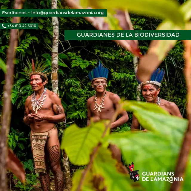 Tres homes indígenes amb tocats de plomes blaves a la selva, amb el text «Guardianes de la biodiversidad»