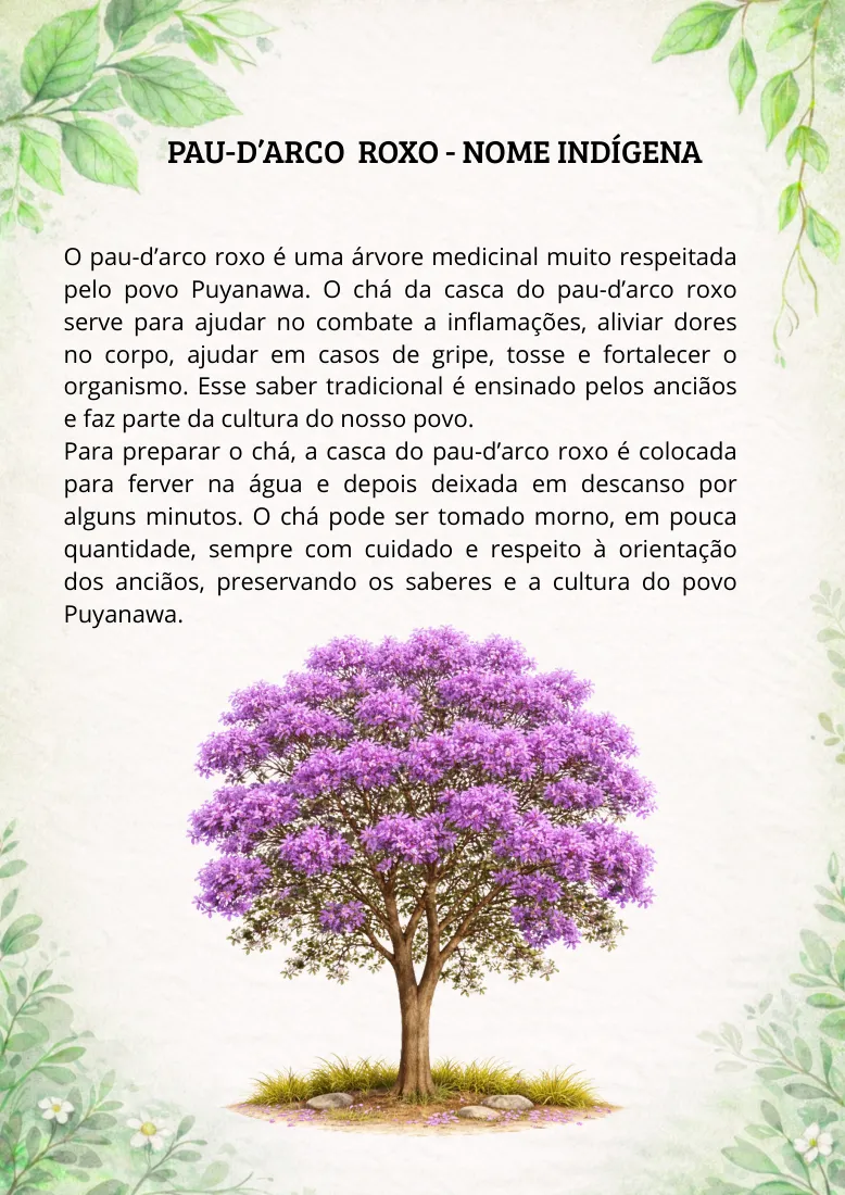 Pàgina de la cartilla dedicada al pau-d’arco roxo, amb text i il·lustració