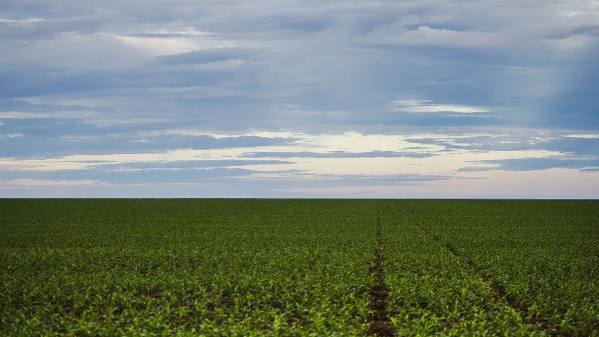 Campo de soja que se extiende hasta el horizonte bajo un cielo con nubes